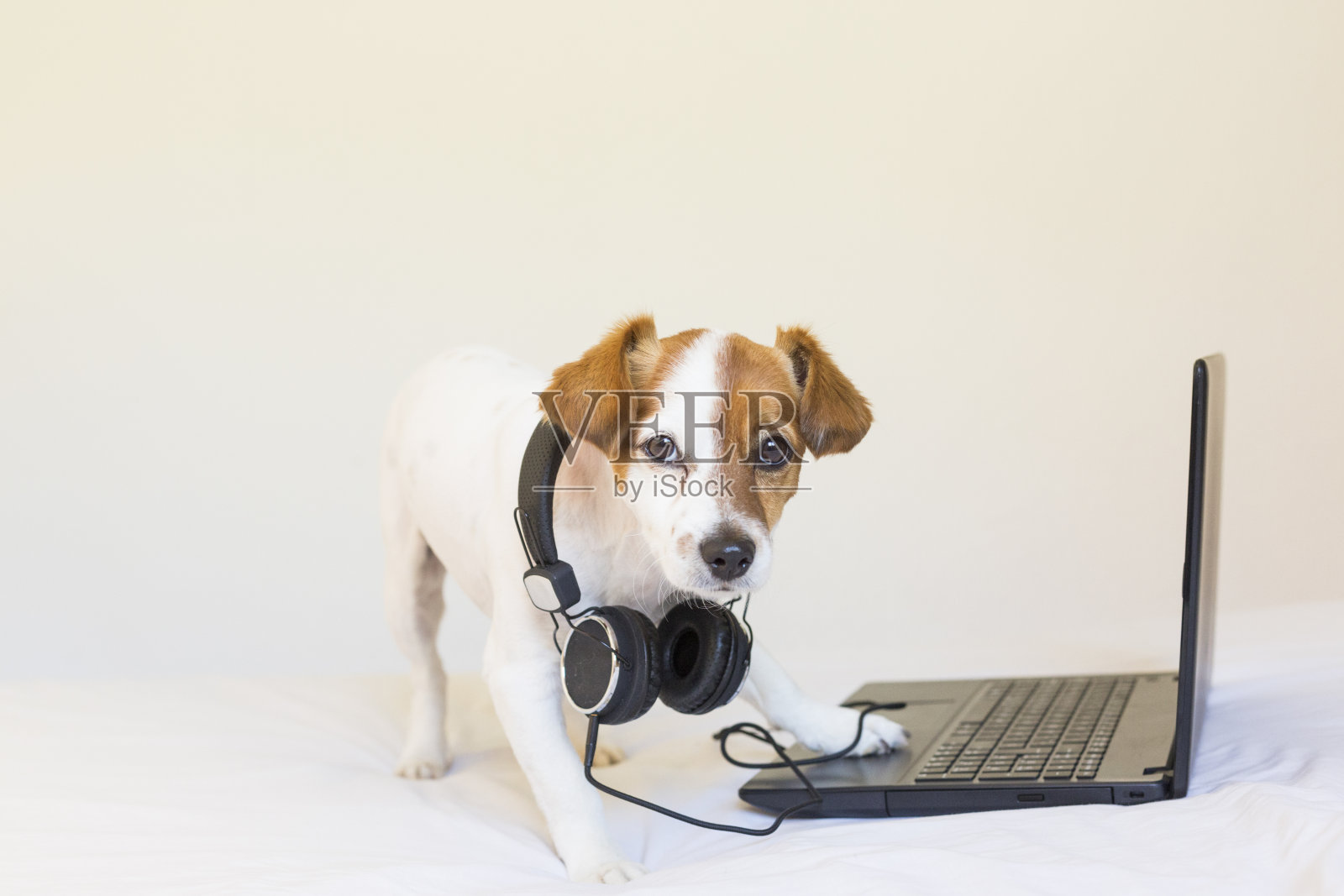可爱的小狗工作在笔记本电脑和听音乐耳机。坐在床上。宠物在室内照片摄影图片