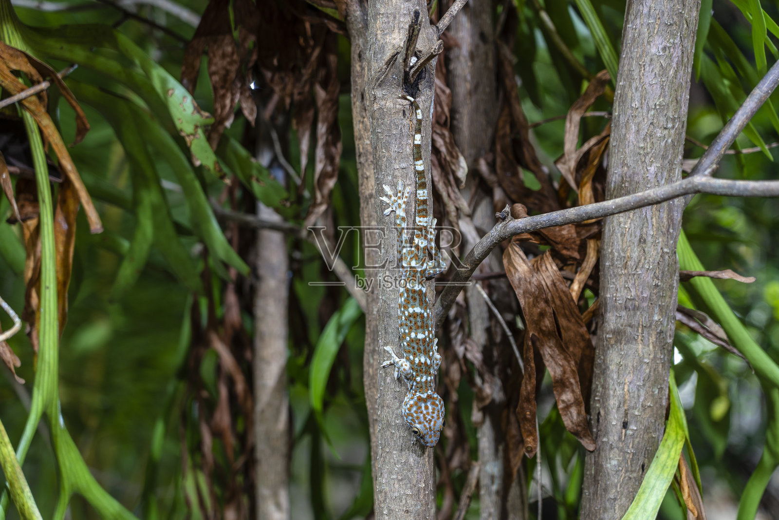 泰国帕岸岛热带树上的一只壁虎照片摄影图片