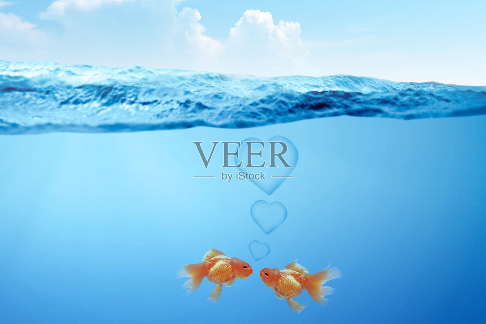 水下景观以两只金鱼在水中相爱和心的象征照片摄影图片