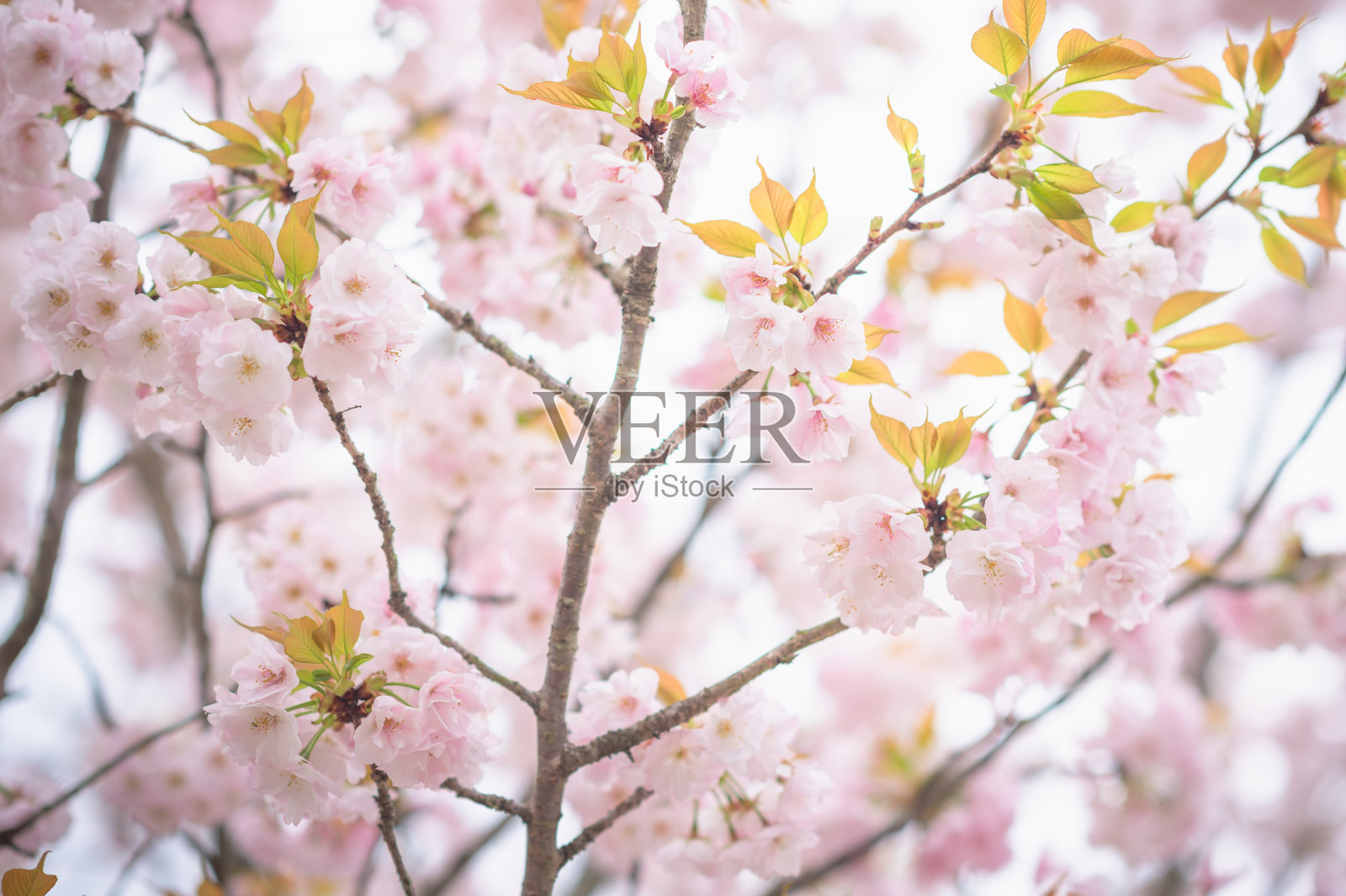 在日本东京美丽的樱花树下散步或樱花树隧道照片摄影图片