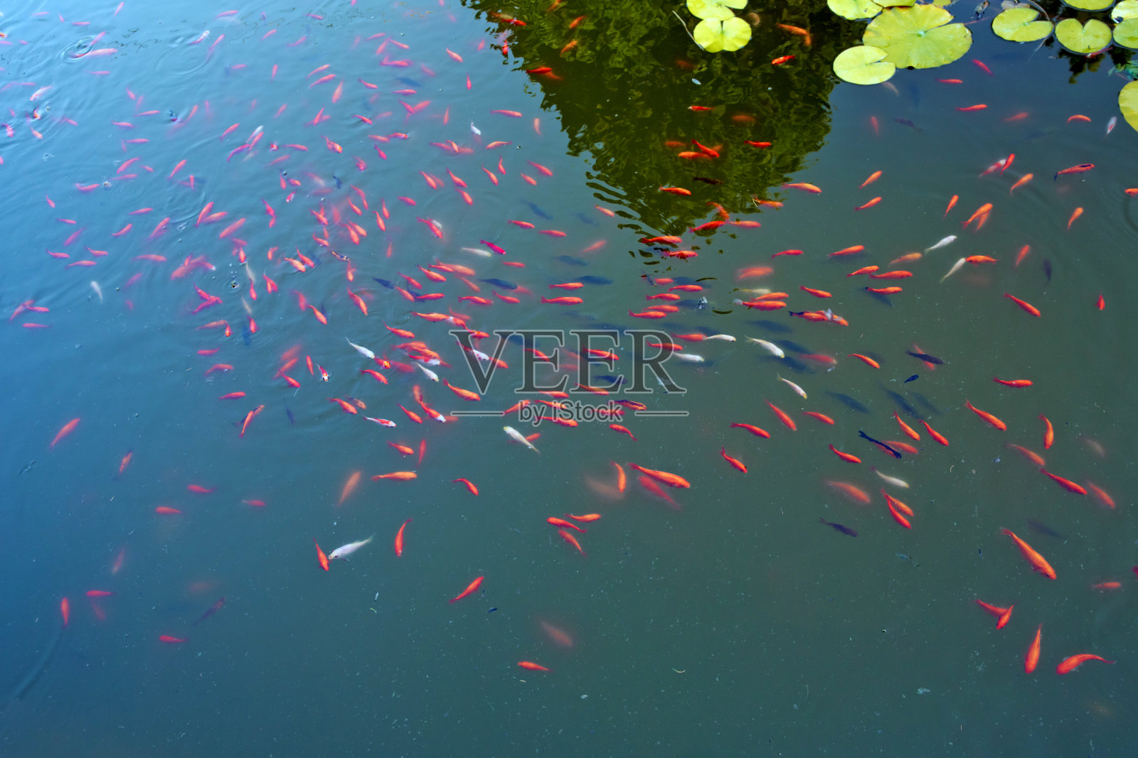 红色的鱼是一条鱼。令人惊叹的美丽鲜艳的红橙色锦鲤干净的水池塘湖泊为背景和壁纸使用。红色鱼类的动物图片。照片摄影图片