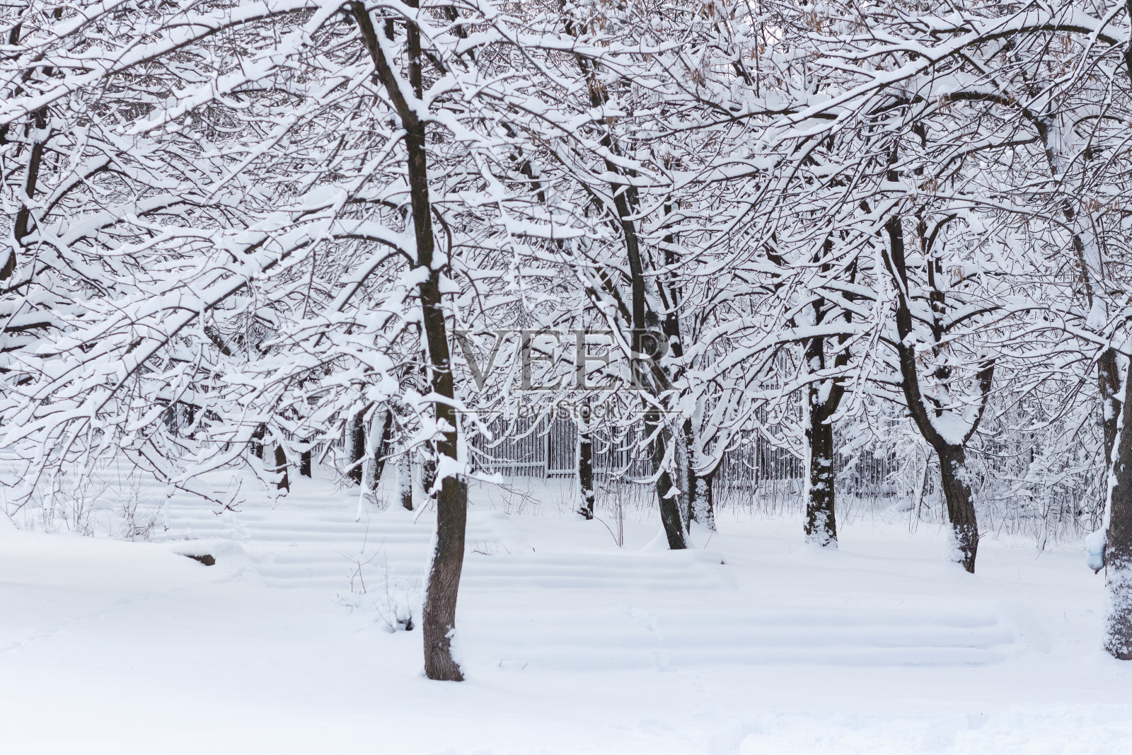 冬天的景观是大量的雪和树木被雪覆盖照片摄影图片