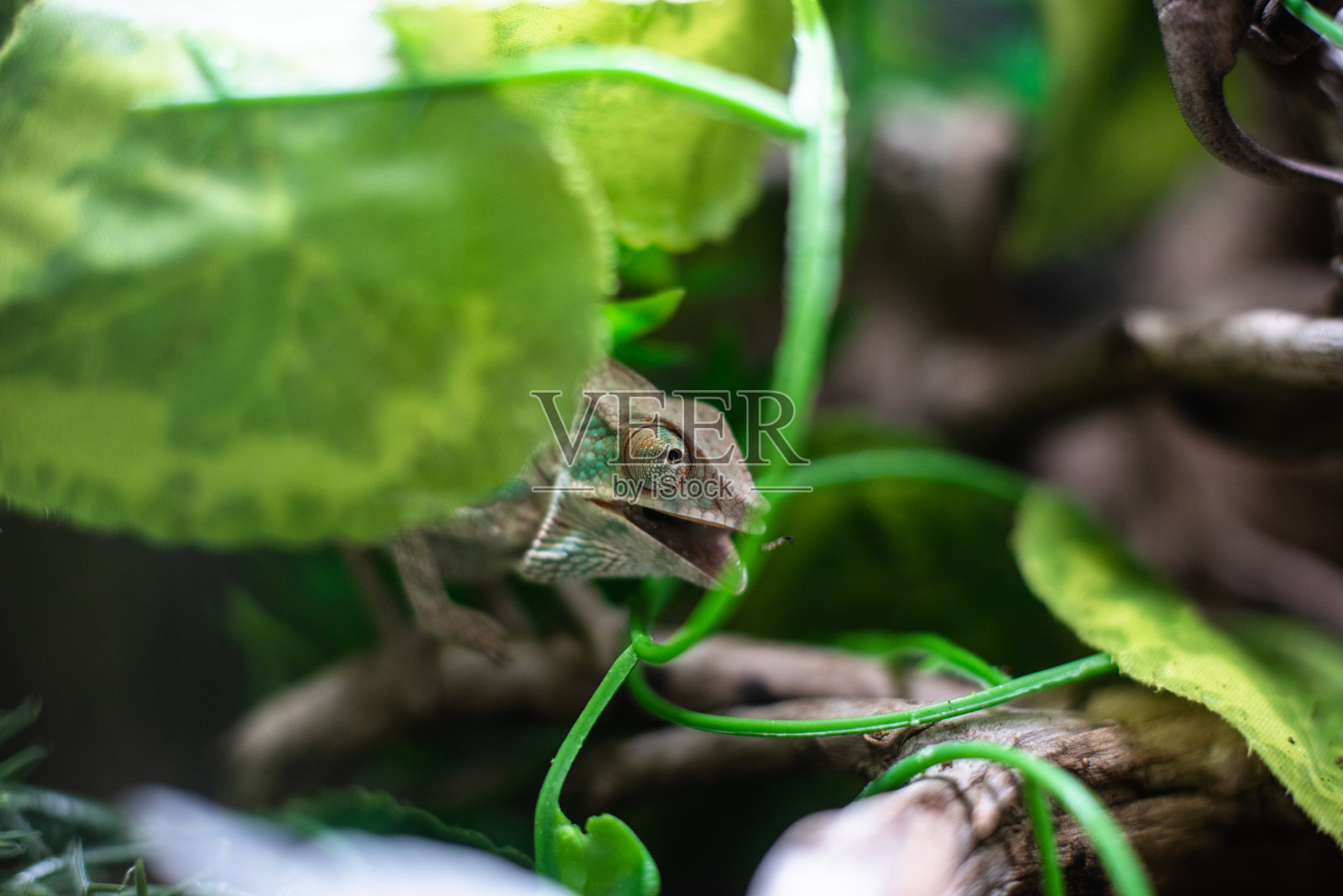 变色龙在一个分支吃蟋蟀蚱蜢隐藏动物自然自然的dof尖锐的焦点空间文本宏观爬行动物丛林水族馆家庭宠物照片摄影图片