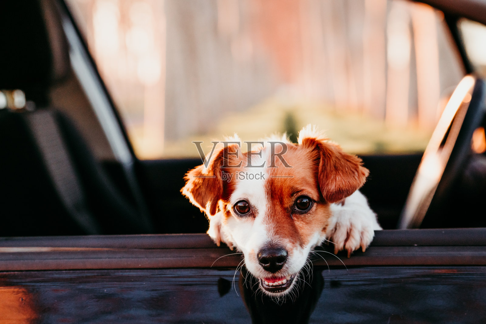 可爱的杰克罗素狗的肖像在一辆汽车在日落。旅游的概念照片摄影图片