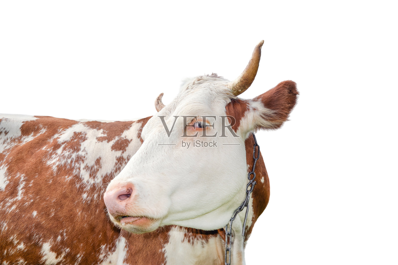 有红色和白色斑点的母牛与一个大的口部近距离。牛的肖像。照片摄影图片