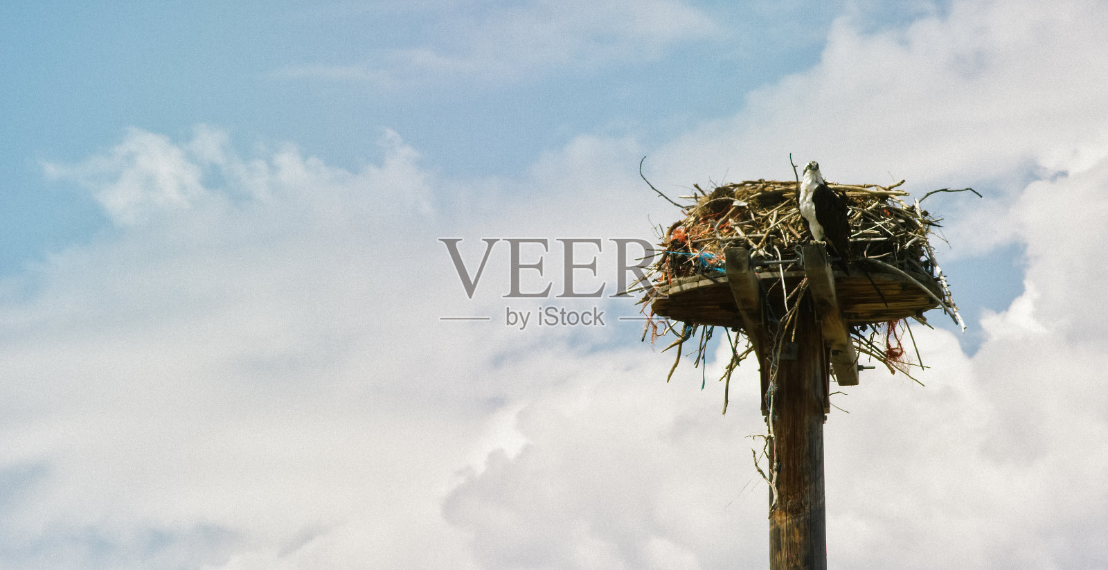 在一个多云的日子里，一只鱼鹰坐在一根高高的木杆的顶端，旁边是它用大树枝和荆棘做成的巢照片摄影图片