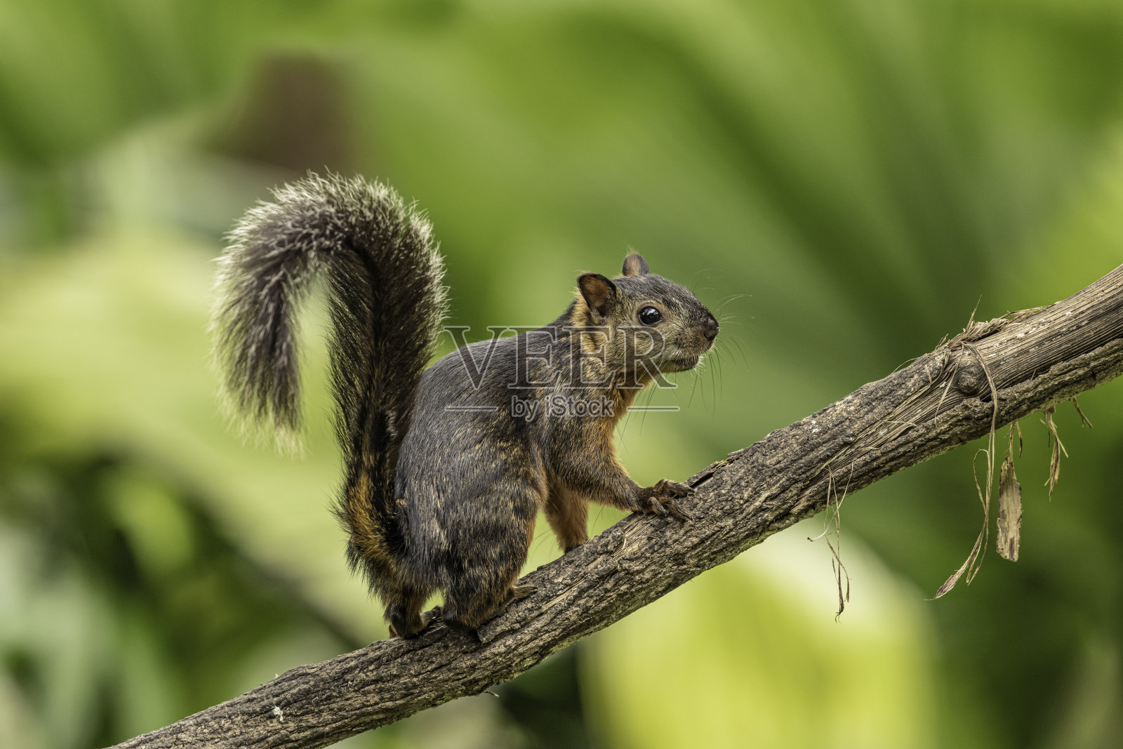 斑松鼠(斑松鼠)是一种在哥斯达黎加发现的斑松鼠属树松鼠。照片摄影图片