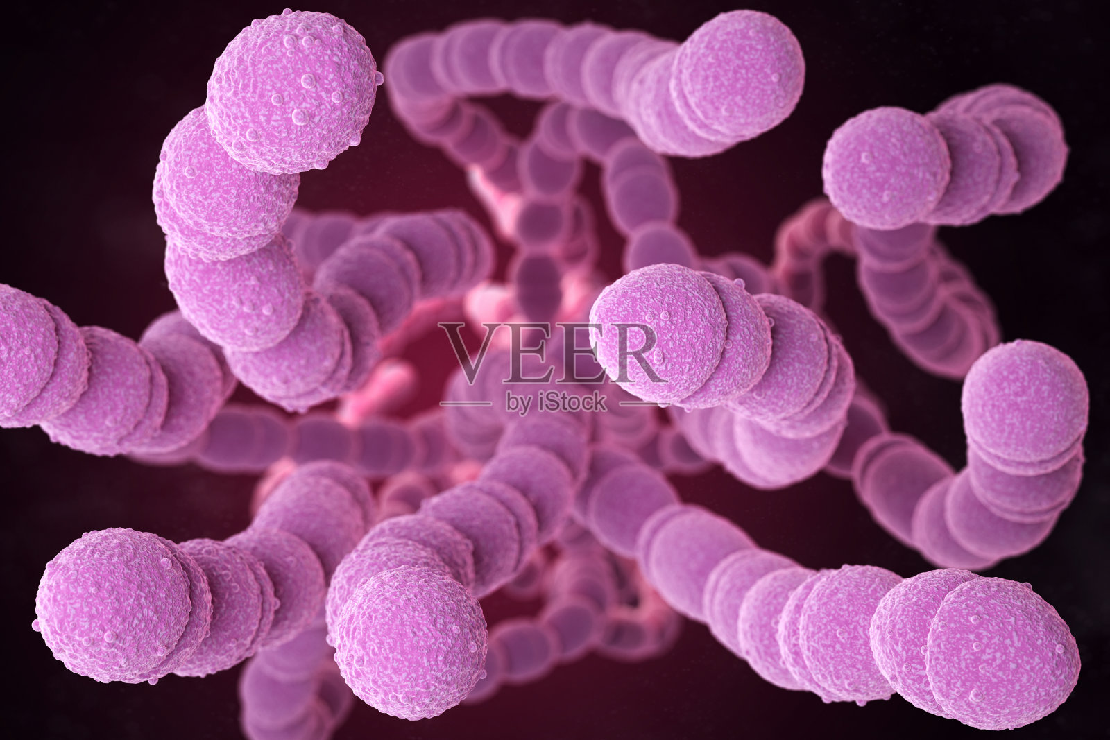 肺炎链球菌的细菌照片摄影图片