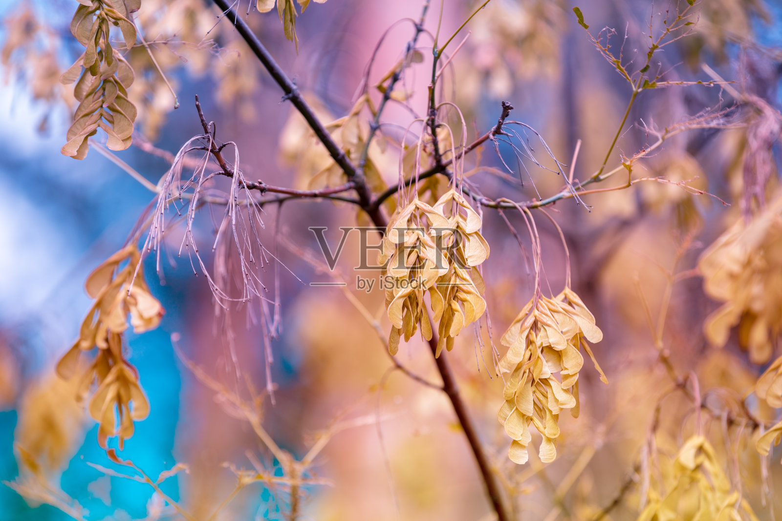 在自然背景下的秋季，白蜡树带有种子(直升机种子)的枝条照片摄影图片