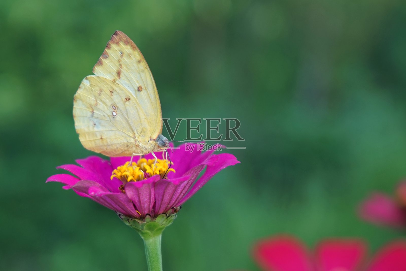 美丽的黄蝴蝶照片摄影图片