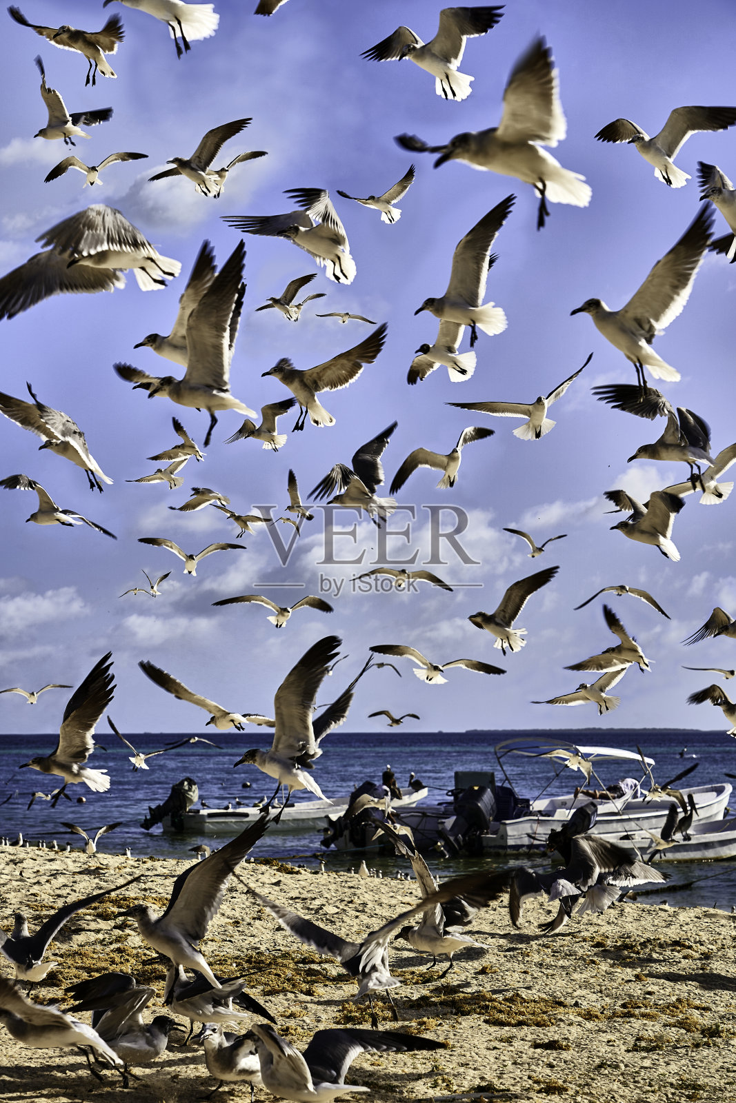 加勒比岛屿上，一群海鸥在疯狂觅食照片摄影图片
