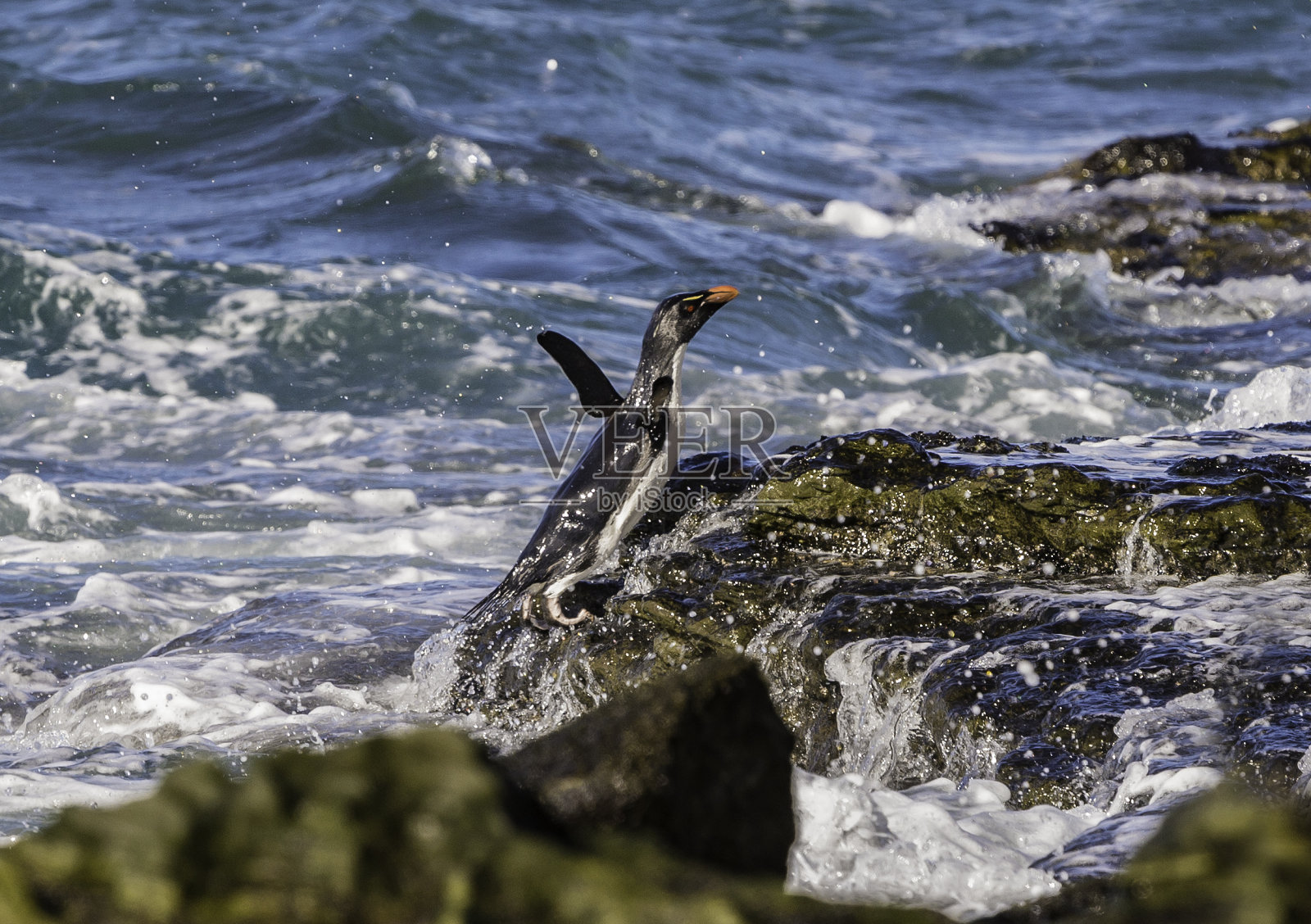 南跳岩企鹅(Eudyptes chrysocome)生活在福克兰群岛。照片摄影图片