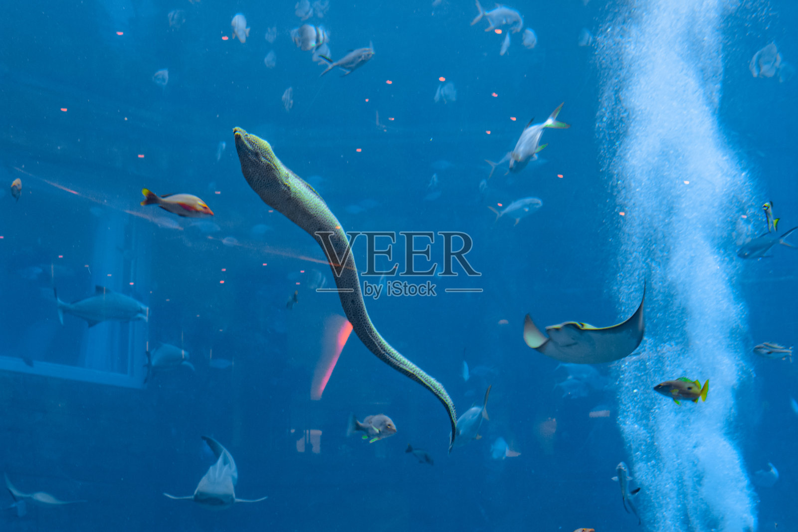中国三亚，海南亚特兰蒂斯酒店的一个巨大水族馆里的大穆拉纳(海鳗，穆拉纳科)。照片摄影图片
