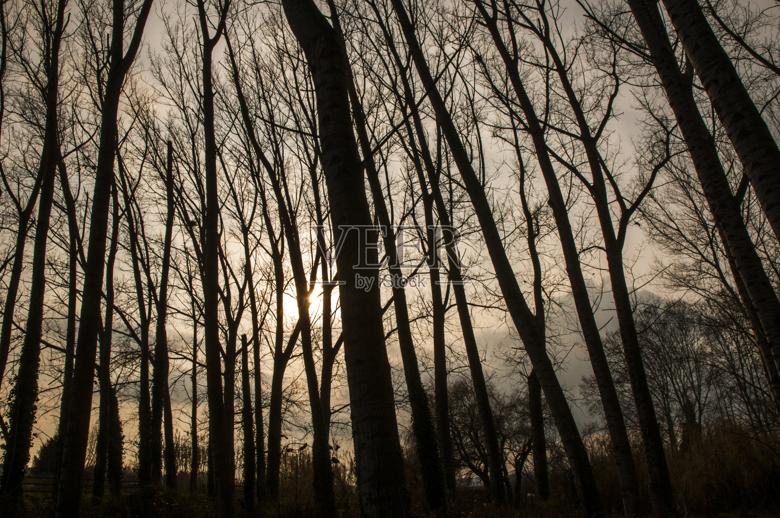 森林中的树木照片摄影图片