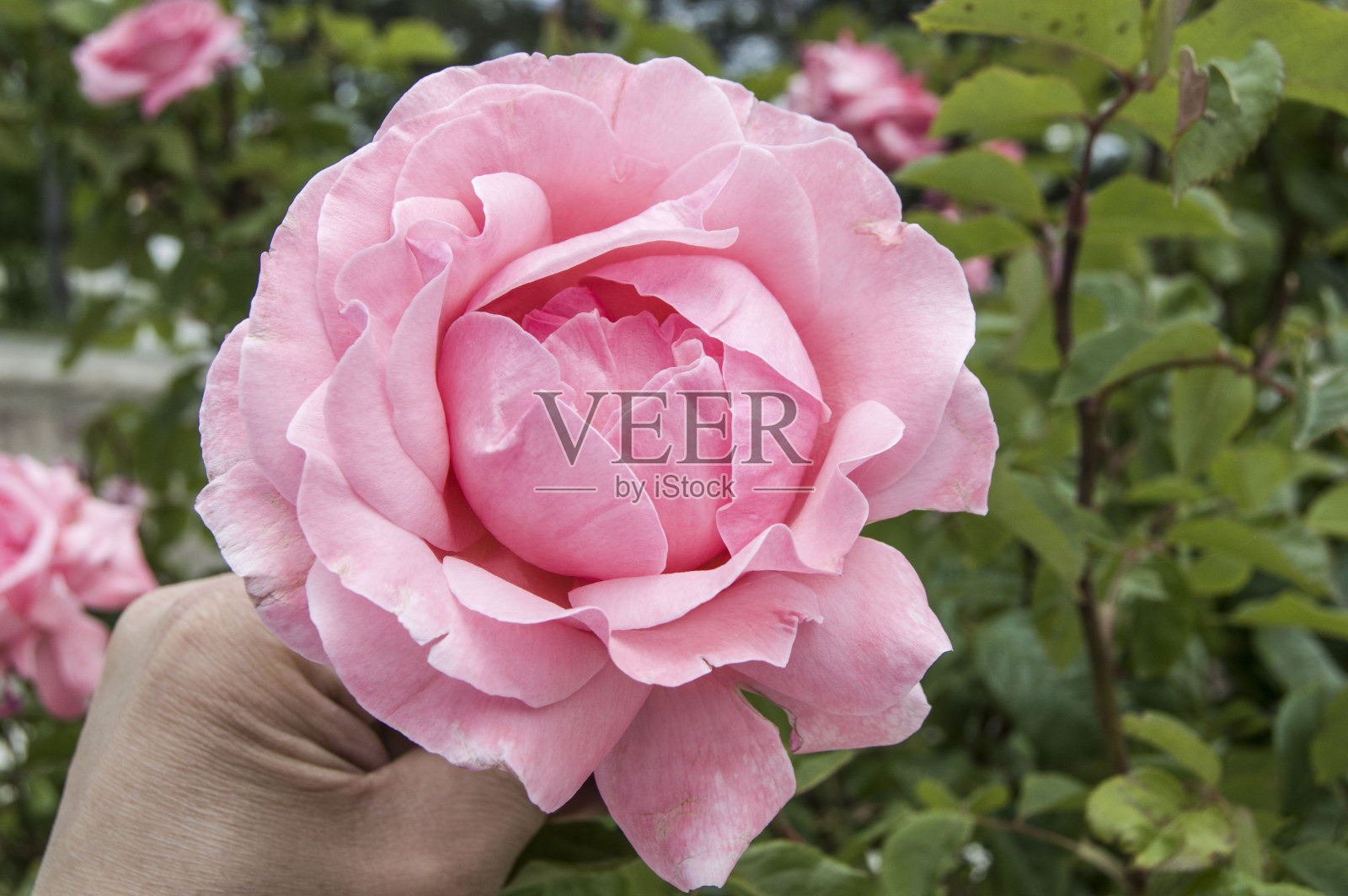 最美丽的粉红玫瑰画，自然玫瑰画，特别的玫瑰画，照片摄影图片