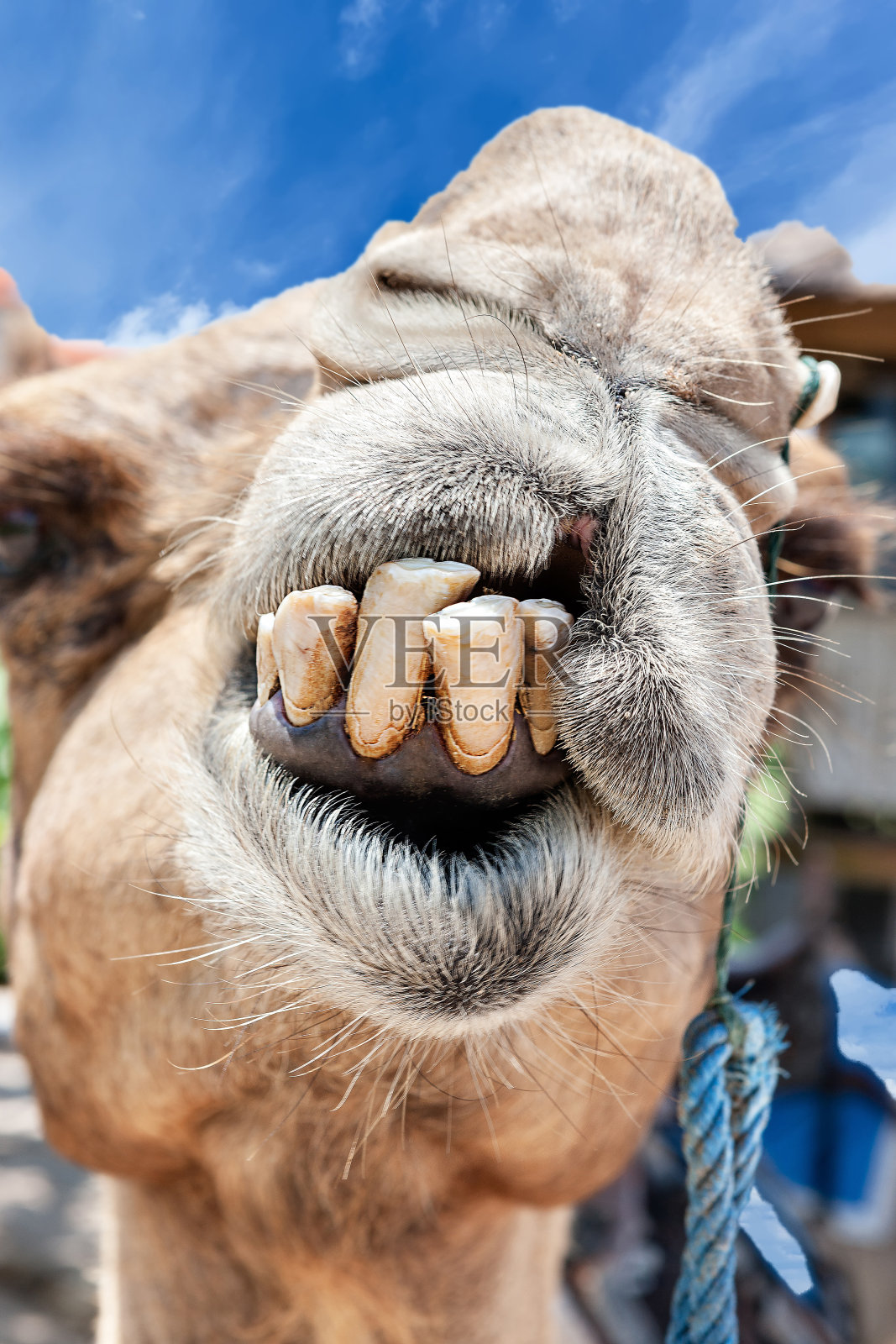 骆驼牙齿和脸部嘴巴的特写照片摄影图片