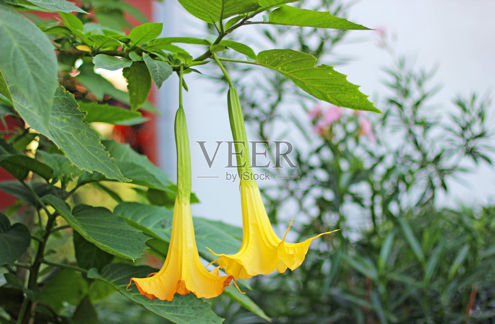 美丽盛开的曼陀罗属植物照片摄影图片