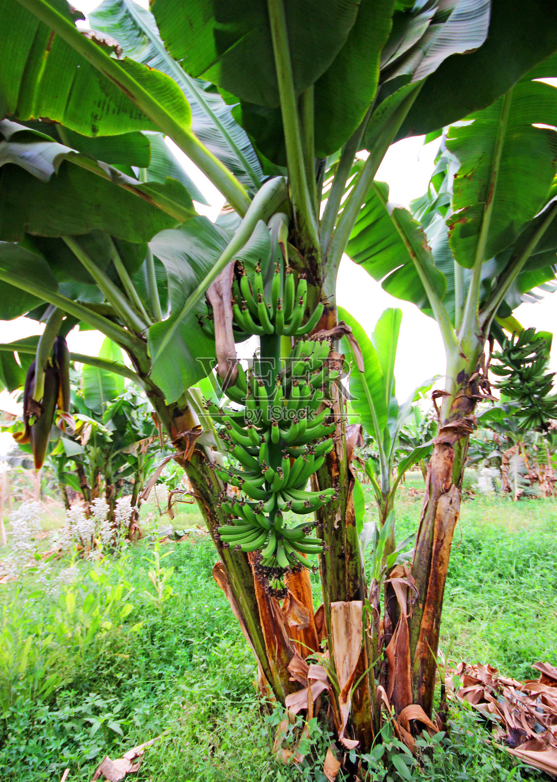 香蕉树。照片摄影图片