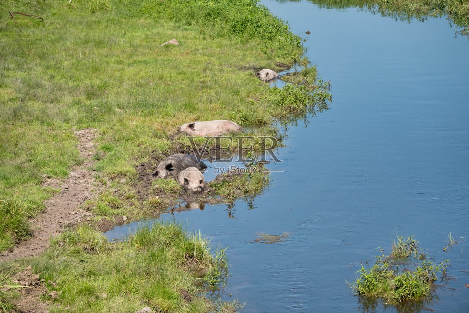 夏天的一天，小猪们躺在一条小河的泥泞中，草丛环绕。照片摄影图片
