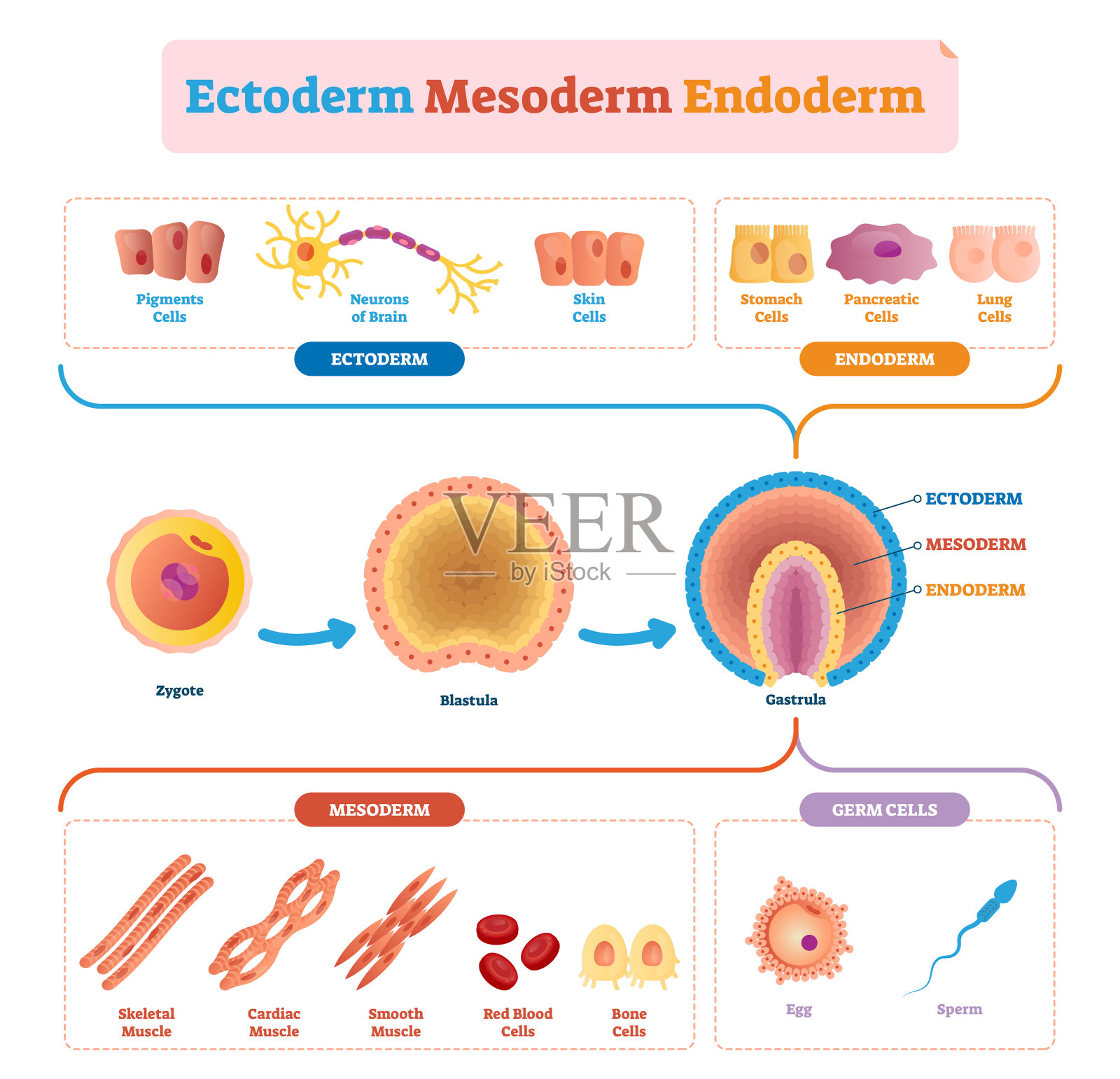 内胚层，中胚层和外胚层载体插图标记信息图。插画图片素材
