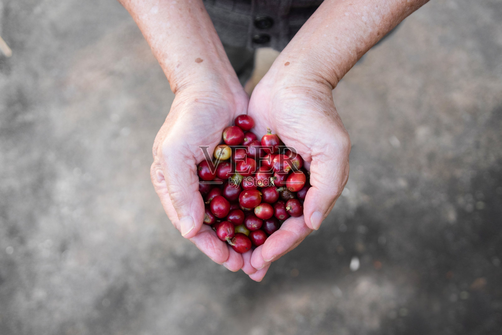 新鲜的红咖啡浆果，咖啡种植园的咖啡豆。阿拉比卡咖啡浆果与农民的手。照片摄影图片