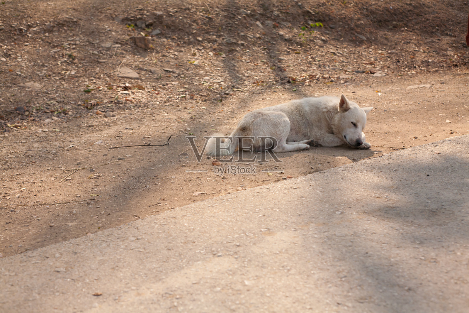 一只白色的狗在地上睡觉照片摄影图片