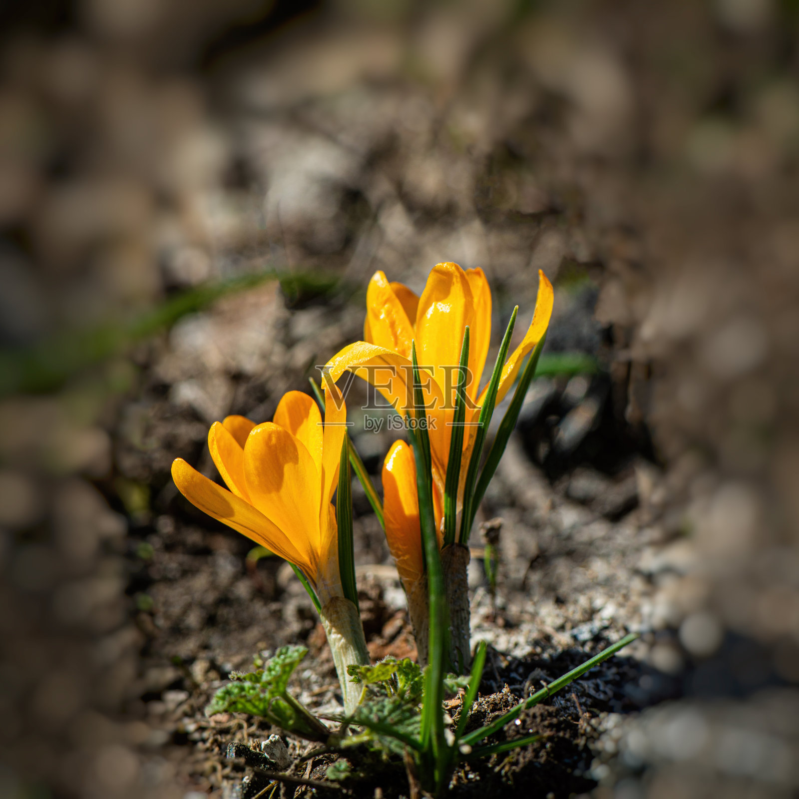 在一个阳光明媚的日子里，在一个乡村花园里开放黄色的藏红花。照片摄影图片