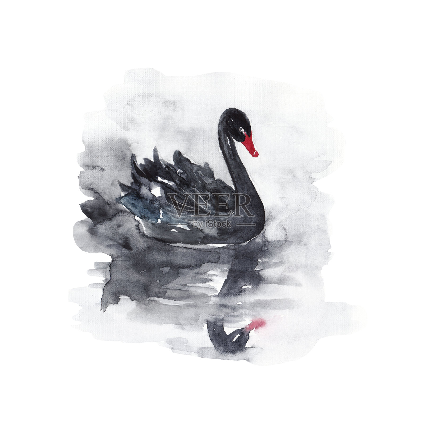 一只黑天鹅漂浮在湖面上。水彩插图插画图片素材
