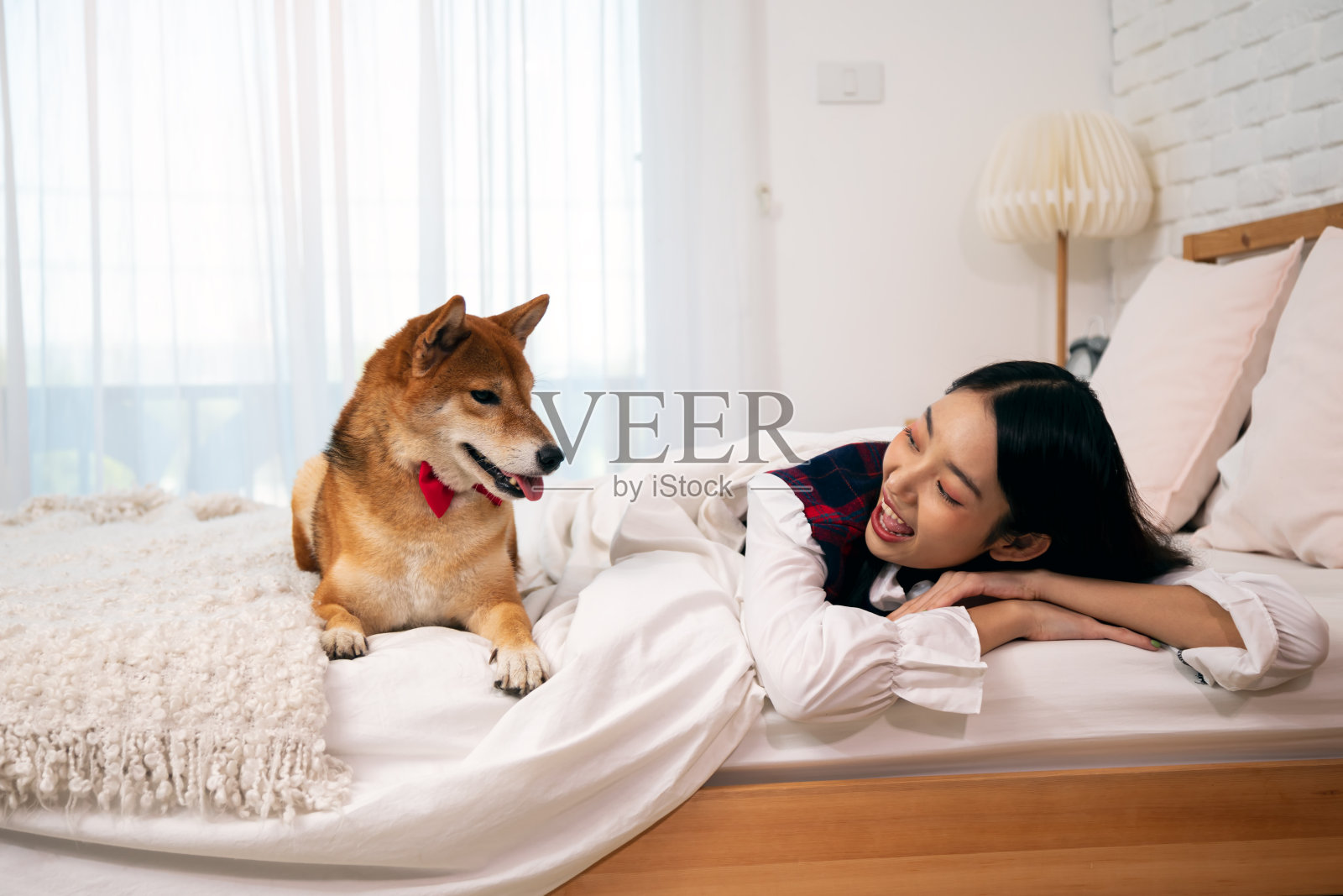 年轻漂亮的亚洲女人与柴犬躺在床上;柴犬是世界闻名的日本犬种照片摄影图片