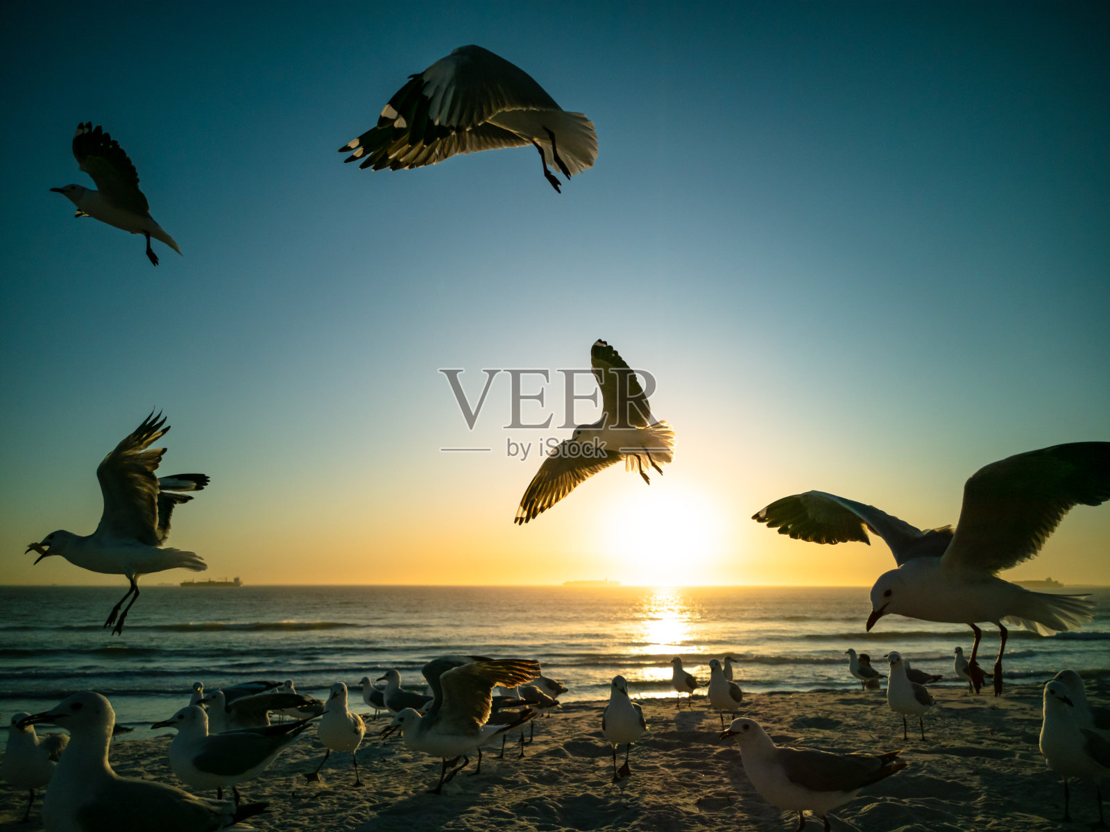 海鸥飞过沙滩，背景是桌山照片摄影图片