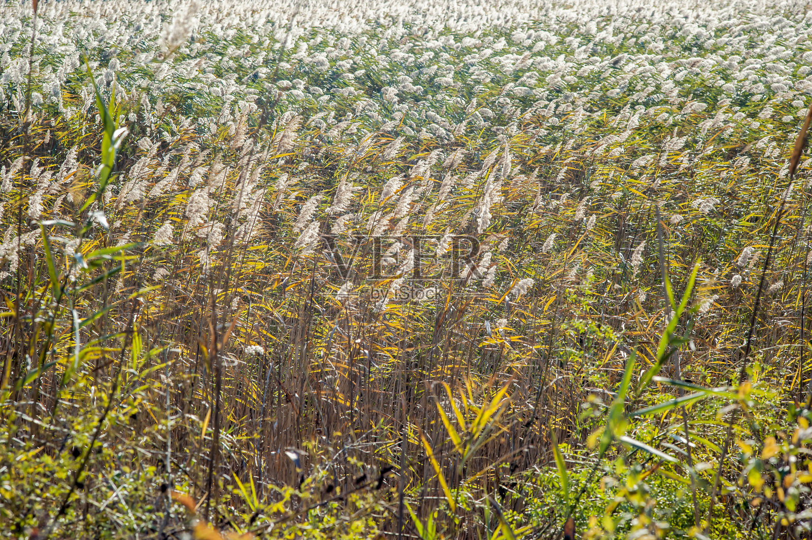 沼泽，芦苇为优势植物照片摄影图片