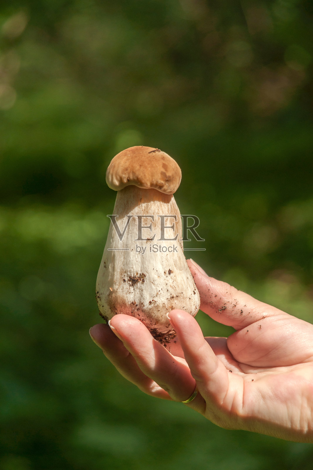 森林里女人手里拿着的牛肝菌，面包，牛肝菌或牛肝菌照片摄影图片