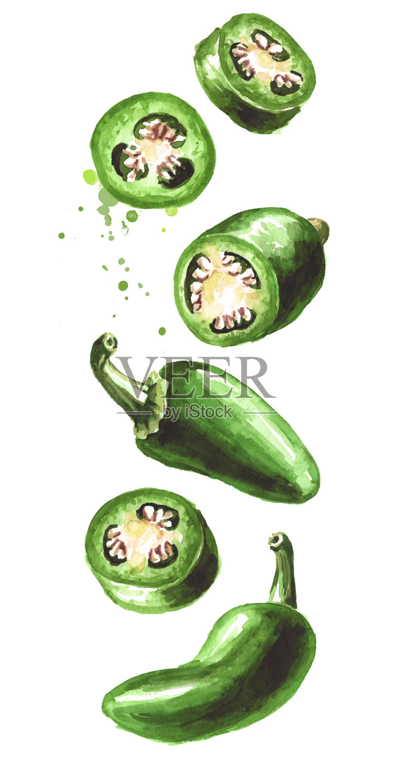 飘落的墨西哥辣椒，绿色的辣椒。手绘水彩插图，孤立的白色背景插画图片素材