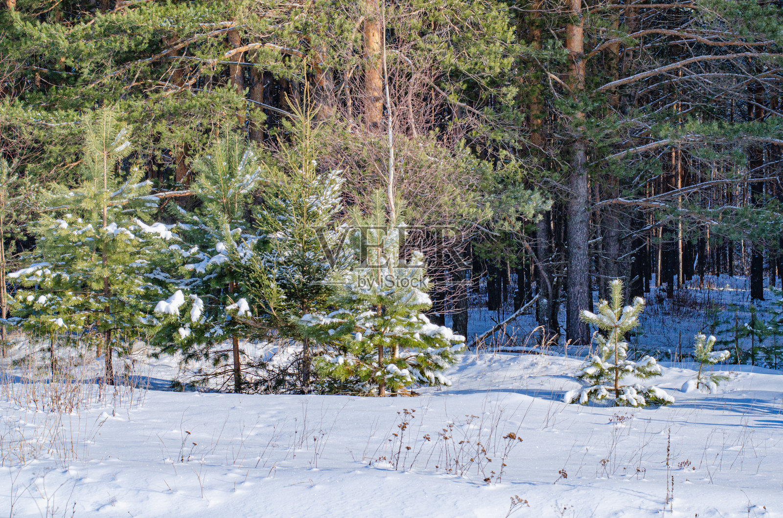 冬季景观松林。树和树枝被雪覆盖着，雪在阳光下闪闪发光。寒冷的新鲜健康的空气。野生动物照片摄影图片