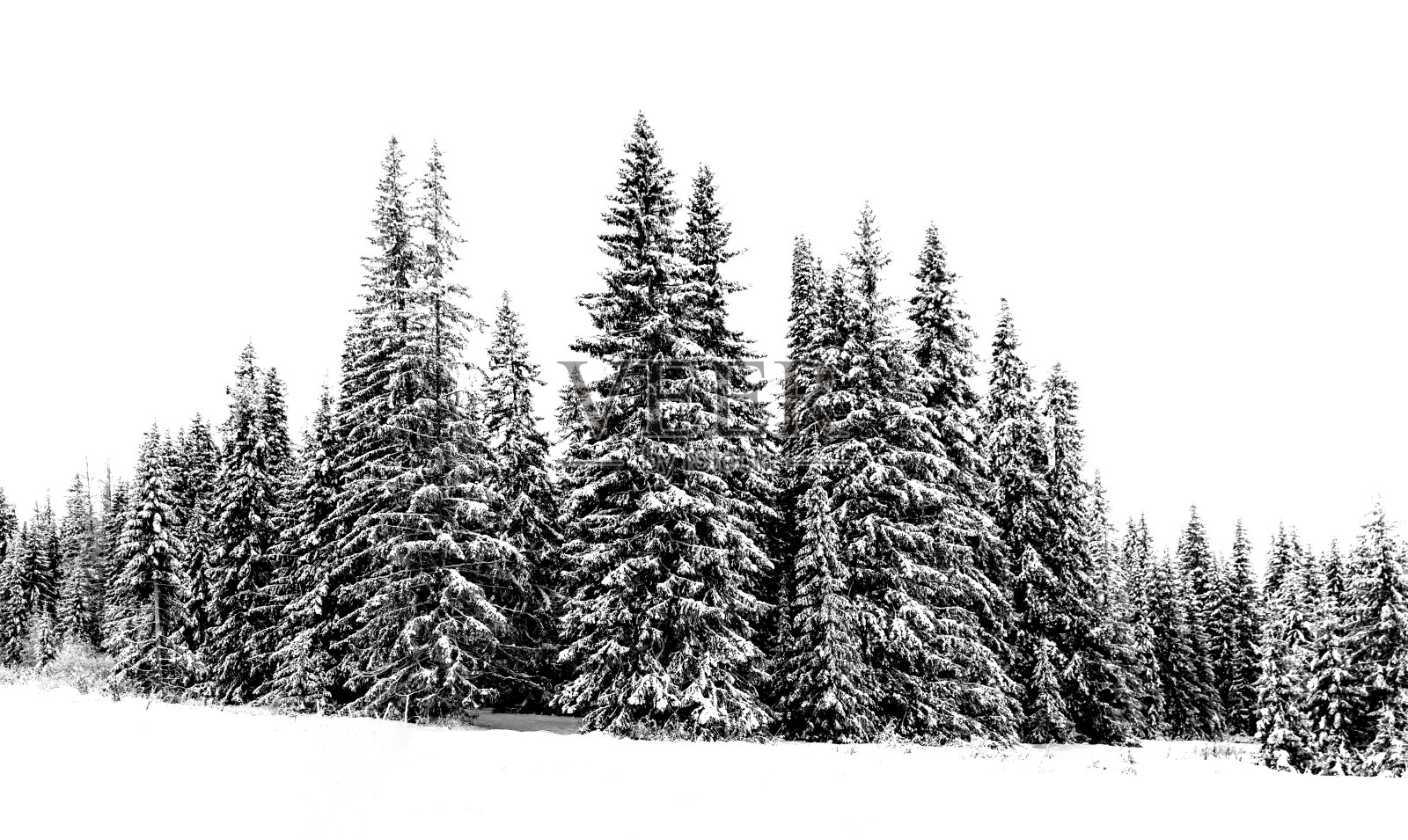 白色的雪雾。冬季云杉林。冬天的风景照片摄影图片