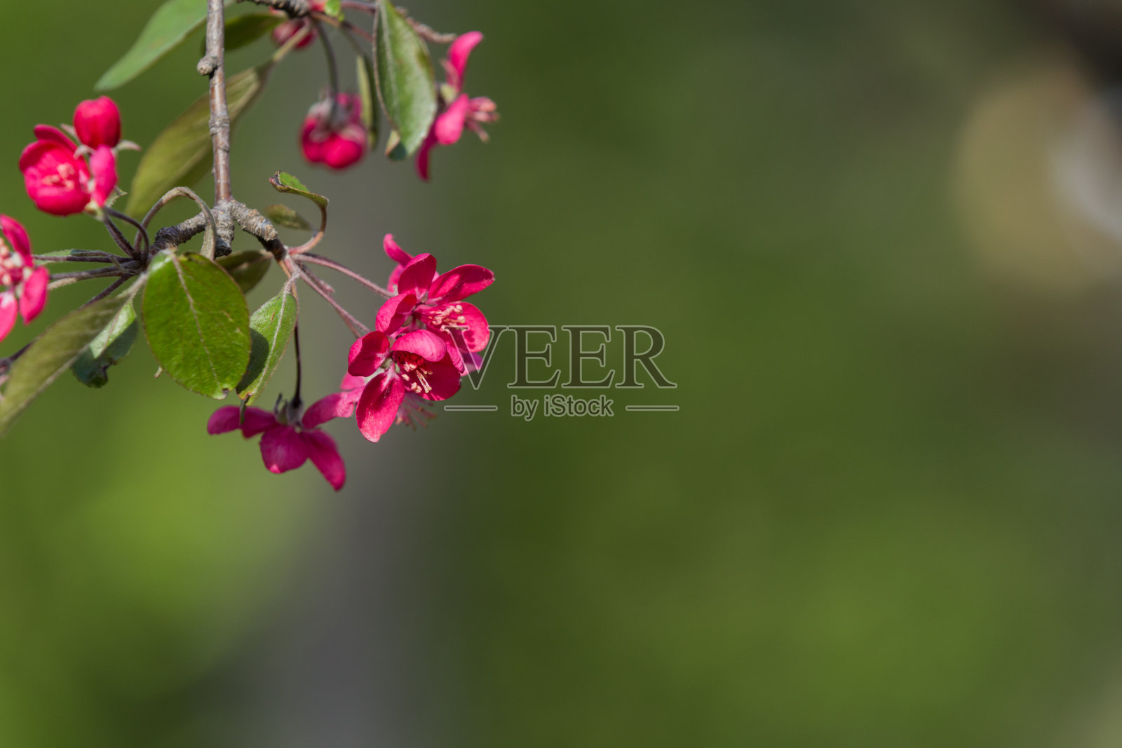 开花装饰苹果树。许多红色的海棠花在春天盛开的树的特写照片摄影图片