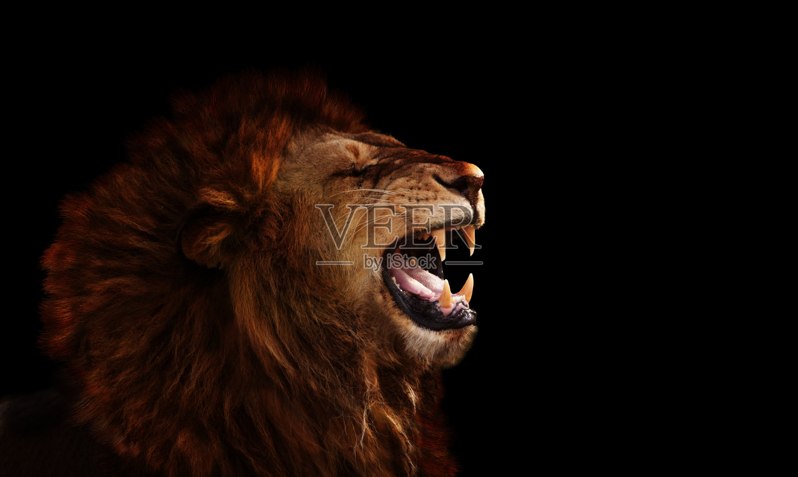 咆哮的狮子 库存照片. 图片 包括有 闹事, 通配, 狮子, 国王, 野生生物, 舌头, 动物学, 鬃毛, 野兽 - 7564772