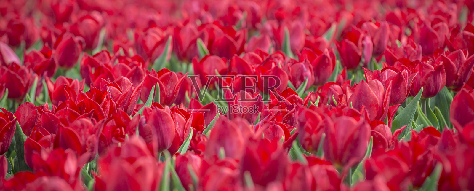 公园里的红色郁金香花坛。红色的郁金香田，红色的春天背景。关闭了。有选择性的重点。全景。照片摄影图片