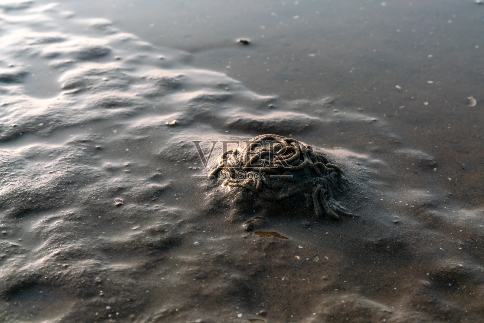 沙滩上的沙虫痕迹。沙地上的动物脚印和特写镜头。照片摄影图片