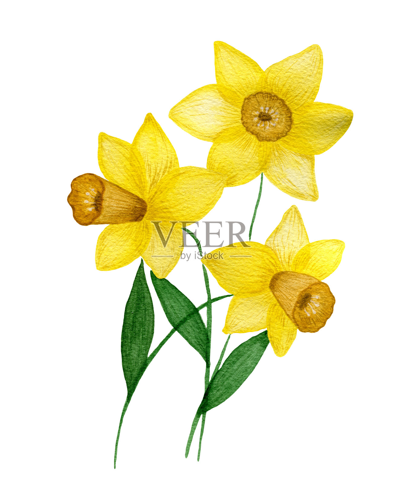 水彩黄水仙花孤立在白色的背景，美丽的手工绘制春天的水仙花，水仙花束，春天的花卉设计插画图片素材
