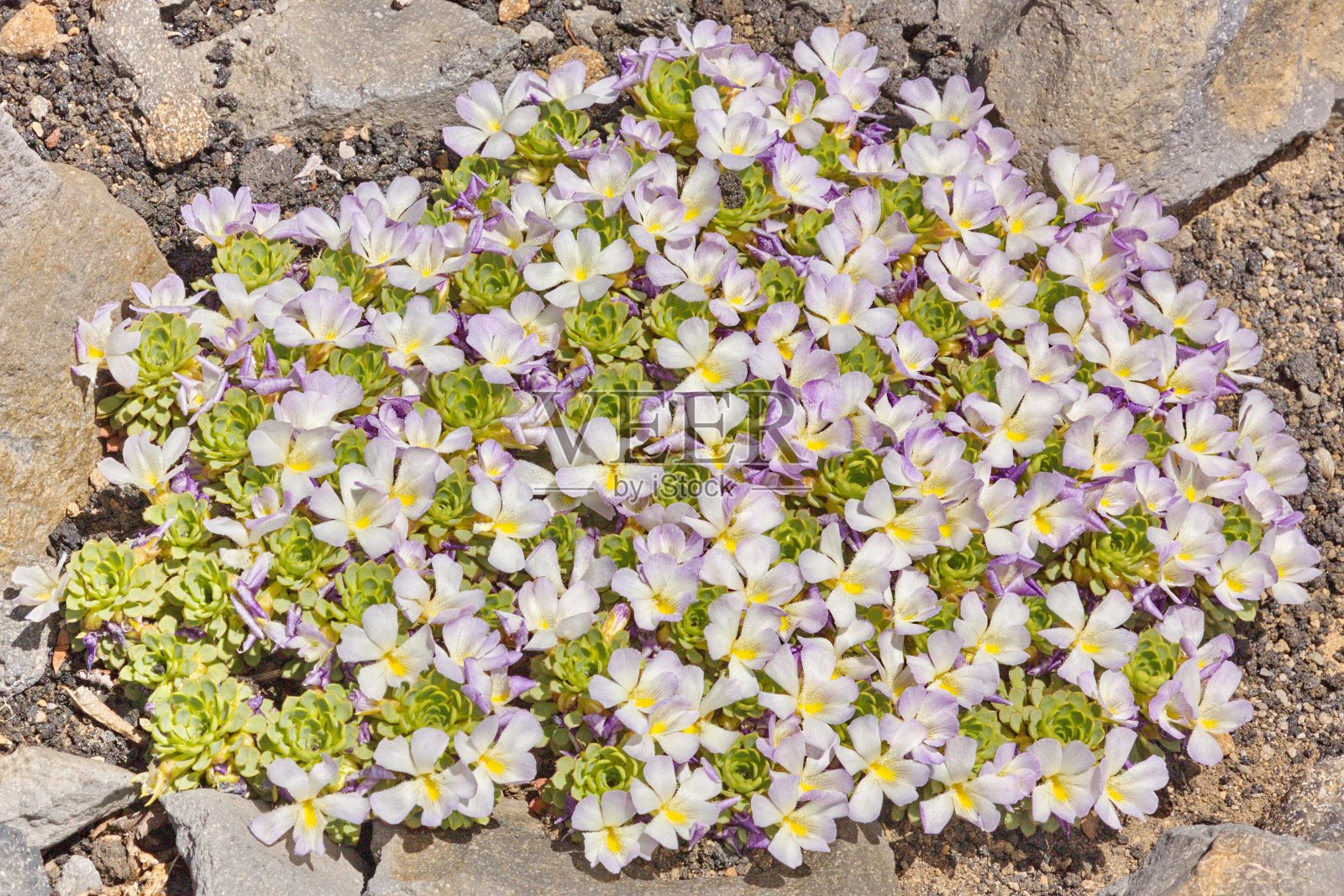 安第斯山脉中一种温和的丁香地被堇菜照片摄影图片