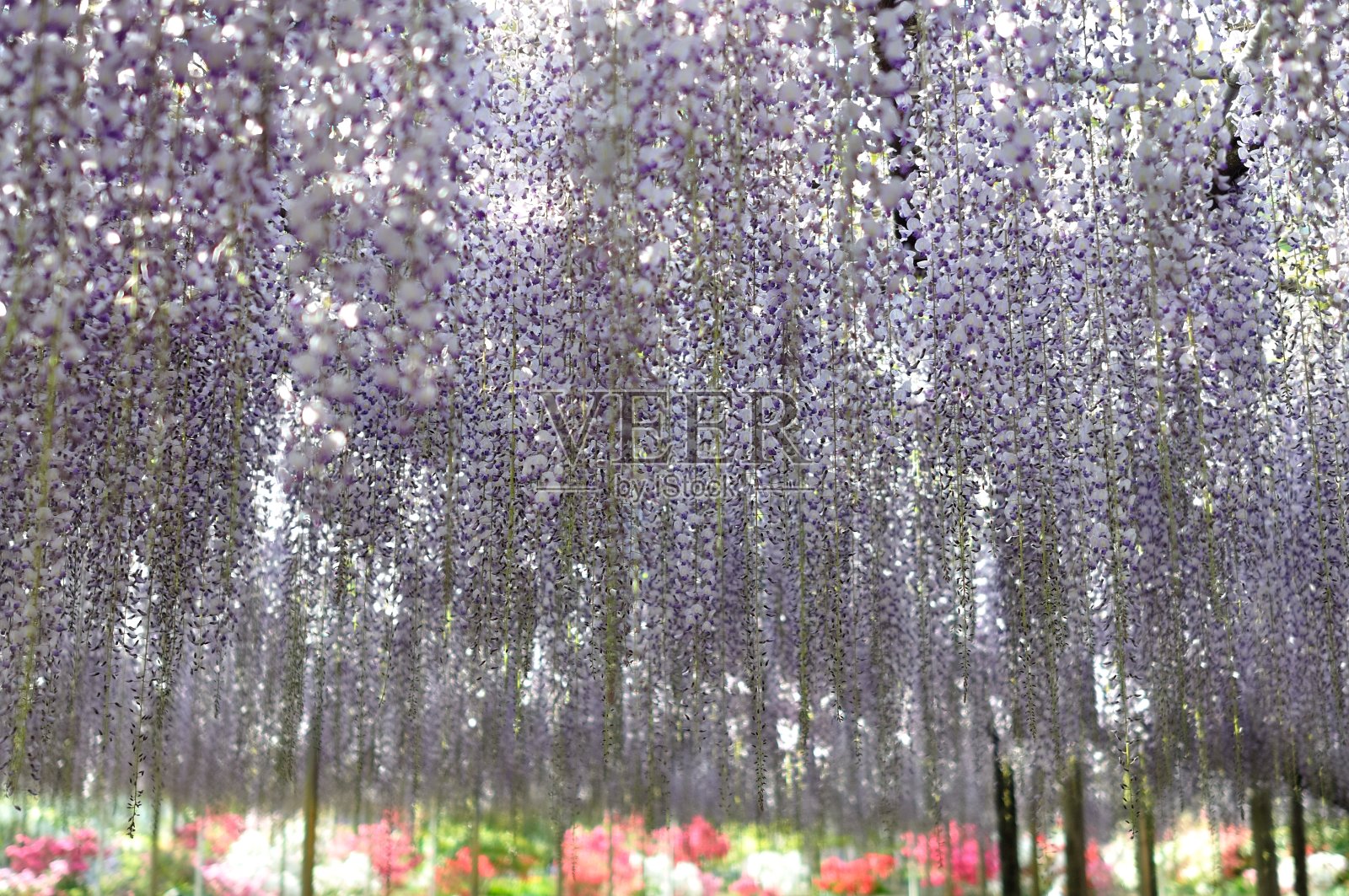 紫藤，著名的春花照片摄影图片