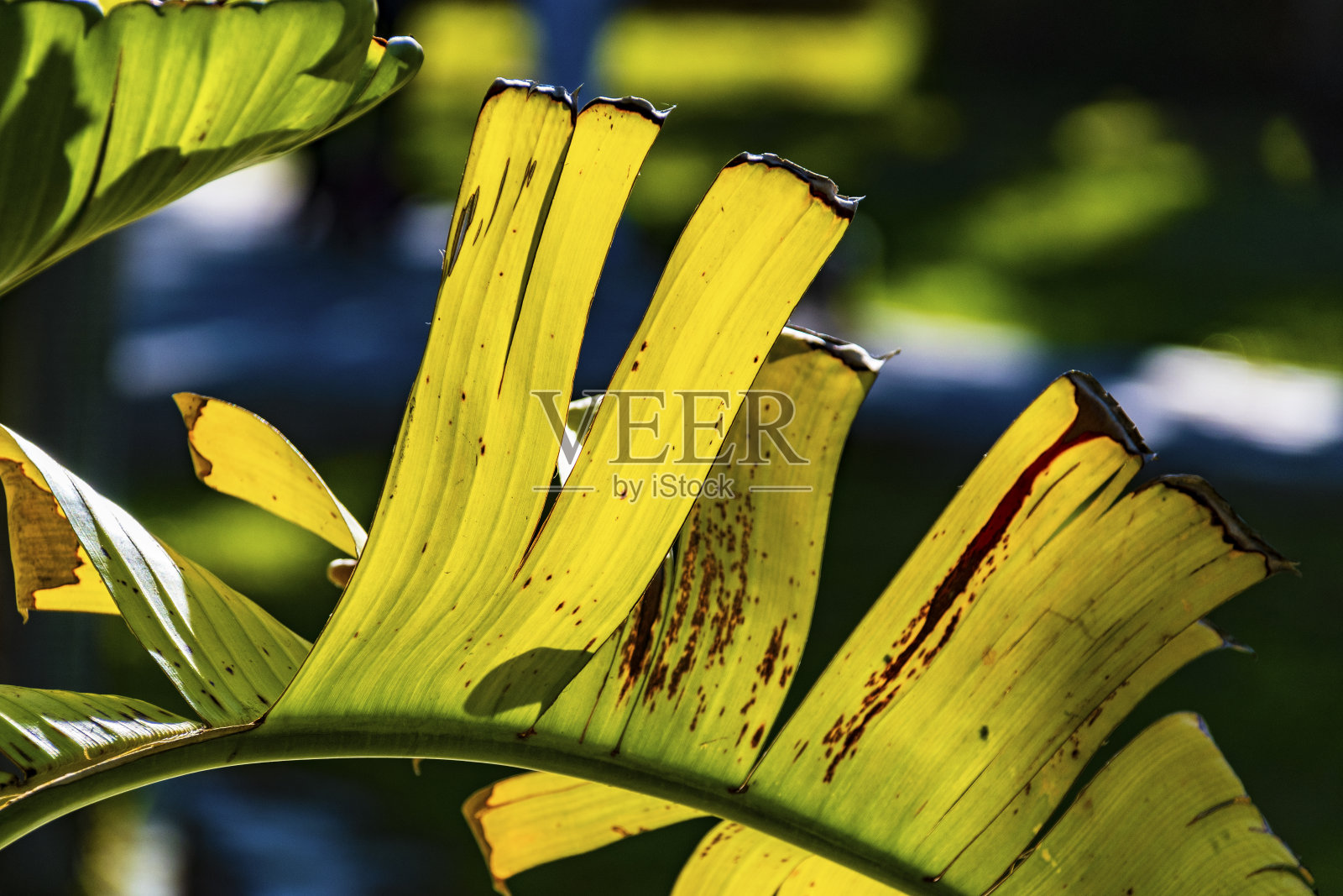 香蕉棕榈叶的特写照片摄影图片