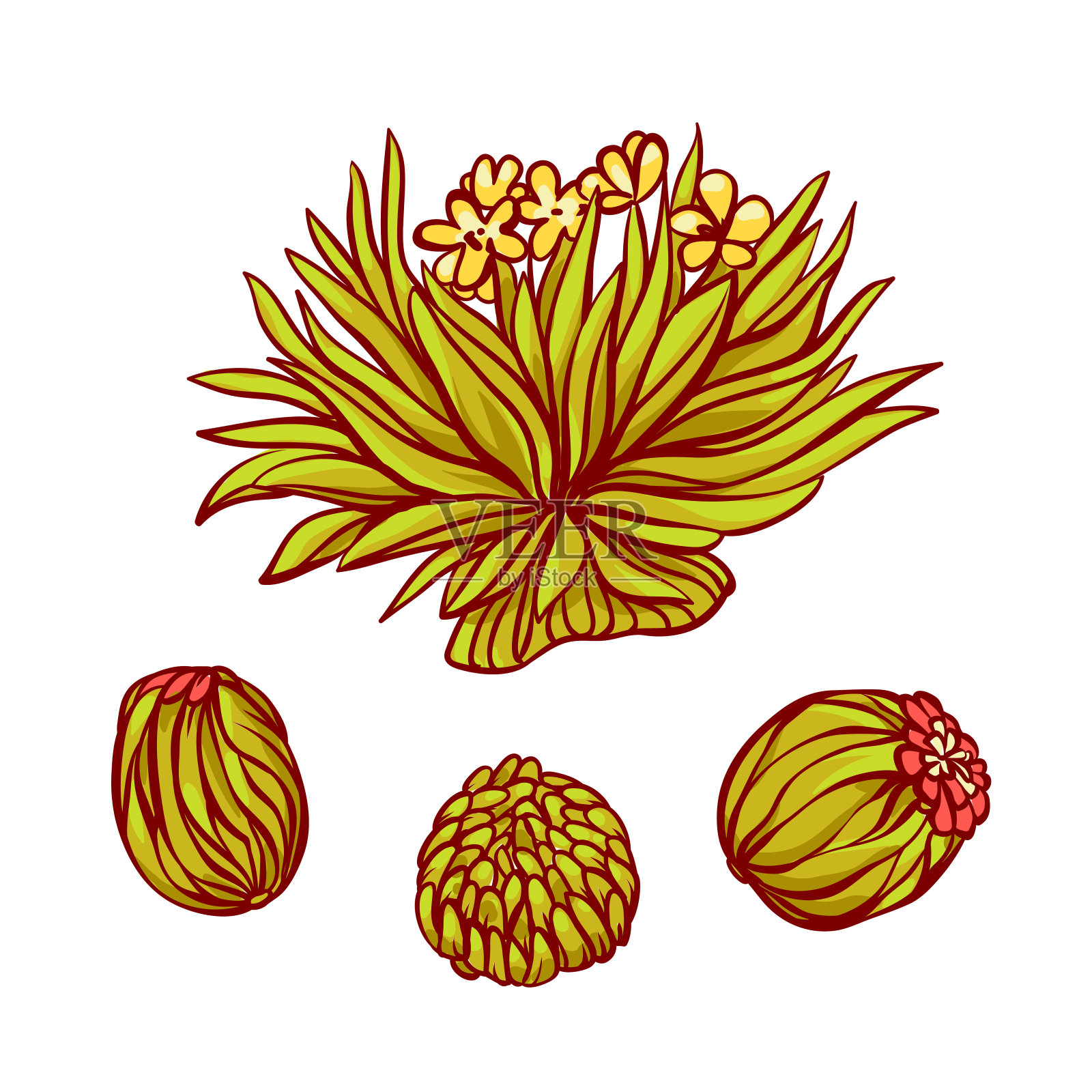 茶开花的花朵是中国传统的球形。素描线集矢量插图。插画图片素材