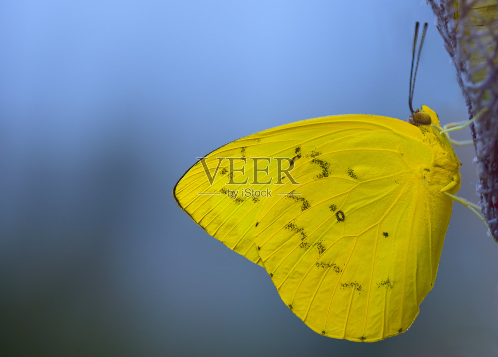 一个热带蝴蝶的特写，Catopsilia pomona或柠檬漫游者，与黄色的翅膀，坐在一个蓝色的背景，与文字的空间照片摄影图片