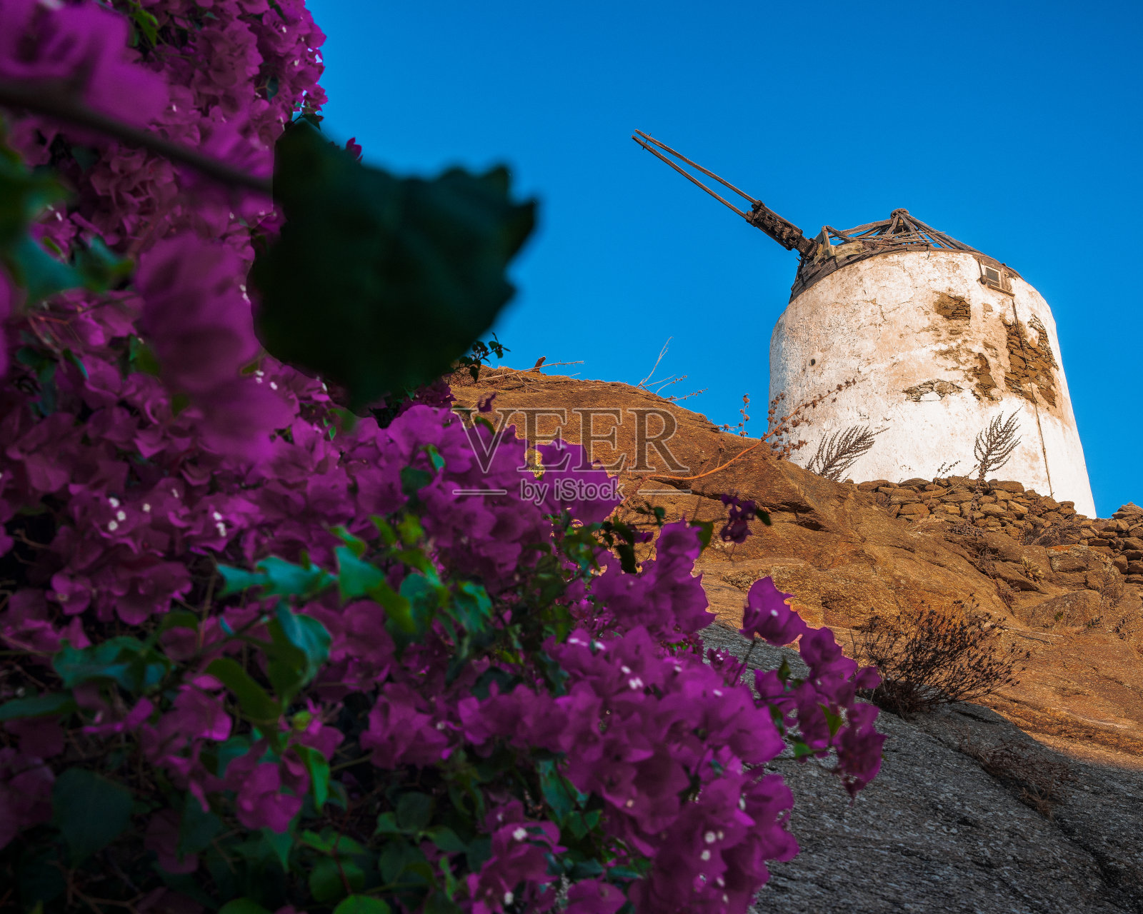 紫红色花朵的希腊风车照片摄影图片