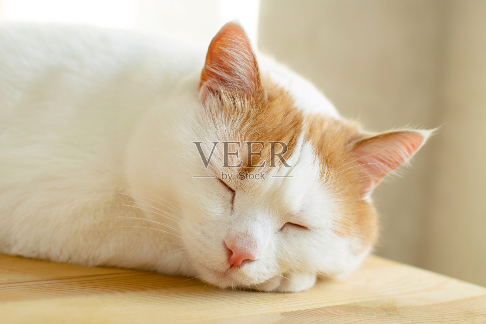 早晨的阳光下，白色和红色的猫睡在木桌旁。照片摄影图片