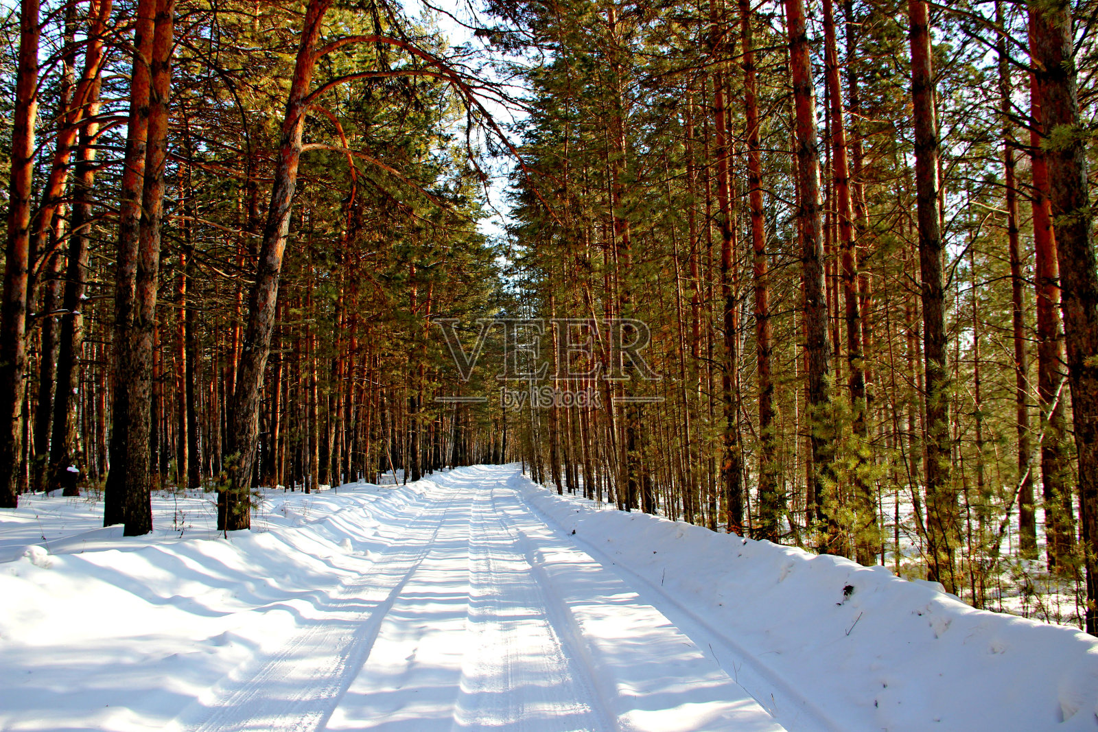 冬天的风景。在针叶林中的路。照片摄影图片