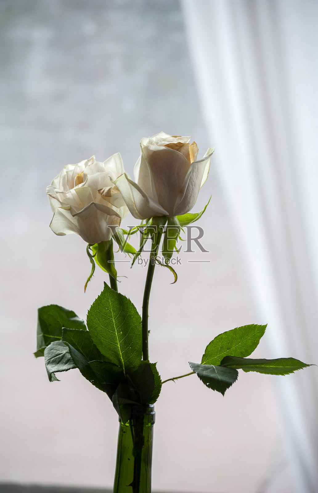 白色玫瑰与绿色茎，未开放的鲜花，婚礼装饰和浪漫在新娘沙龙照片摄影图片