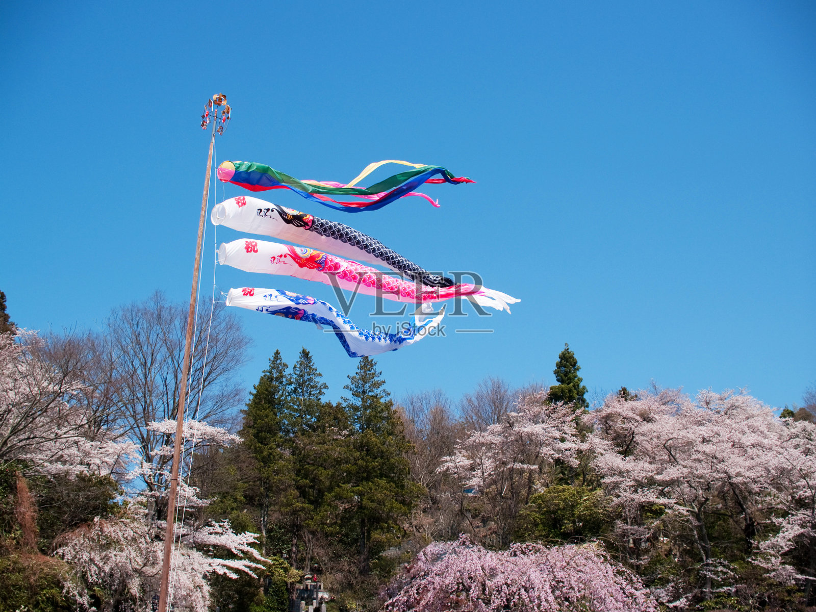 蓝天下盛开的樱花和Koinobori(锦鲤形状的日本风筝)照片摄影图片